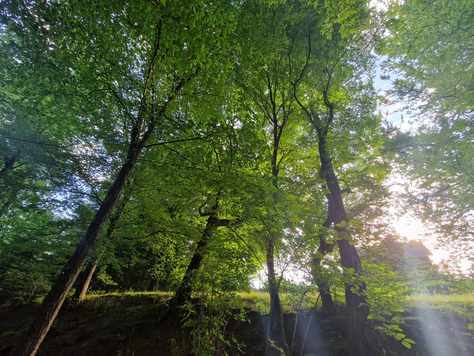 Blick von unten nach oben in Baumkronen