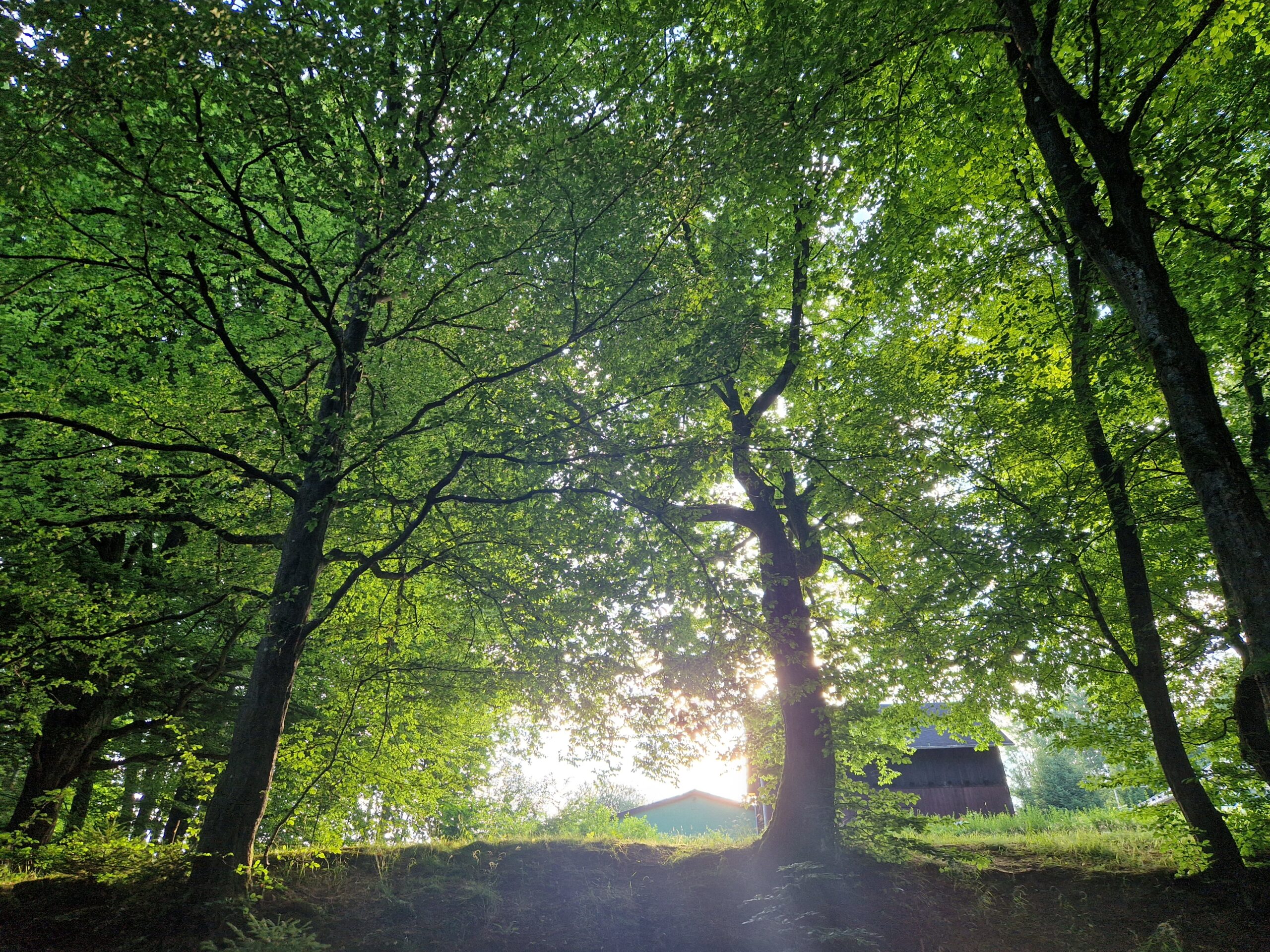 Blick vom Boden hoch in die Baukronen, im Hintergrund scheint die Sonne und zwei Hütten sind zu sehen
